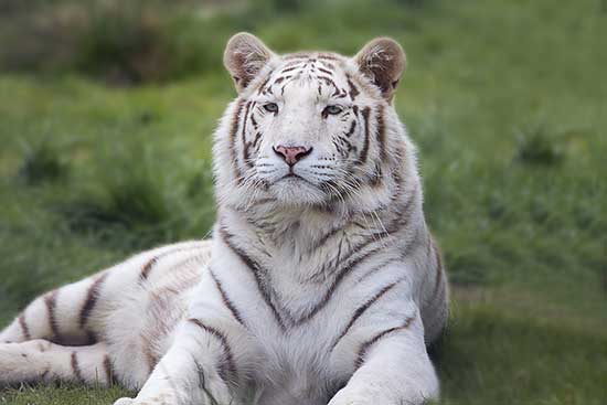 White Tiger Kung Fu. All you need to know